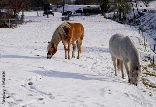 Horses in winter in the paddock when the snow cover is closed foraging in Bavaria © helfei