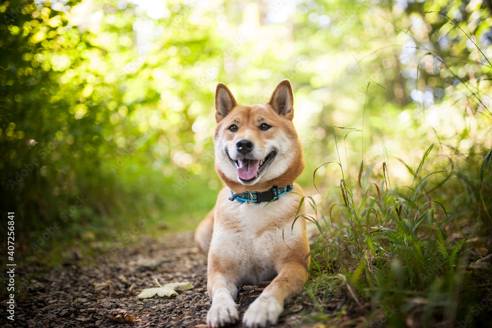 Portrait of an red Shiba inu in the grass. Dog lying in the garden Portrait of an red Shiba inu in the grass. Dog lying in the garden