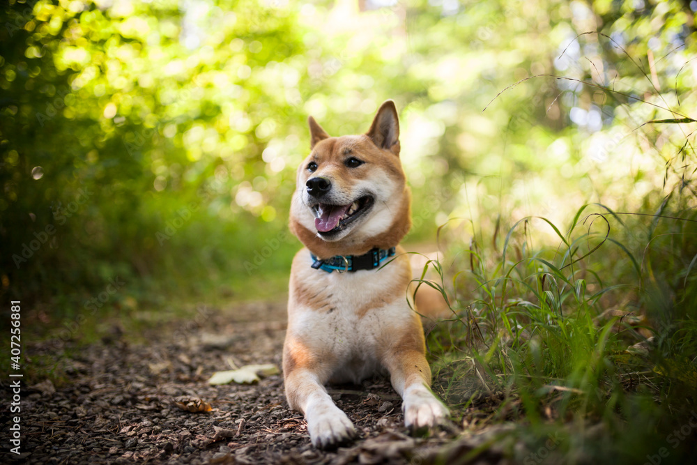 Portrait of an red Shiba inu in the grass. Dog lying in the garden