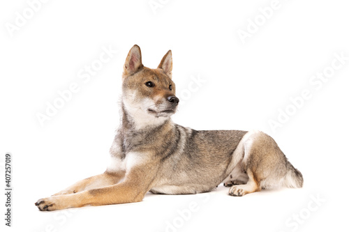 Canvas Print Shikoku dog isolated on a white background