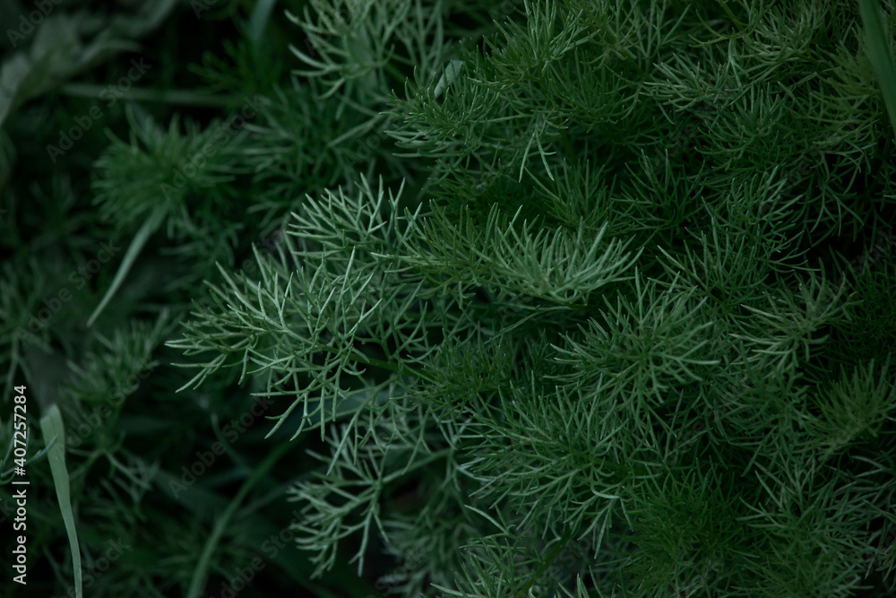 green plant shrubs with soft blurring as the background, a Bush with tiny needle-like leaves in the garden