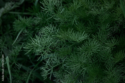 green plant shrubs with soft blurring as the background  a Bush with tiny needle-like leaves in the garden