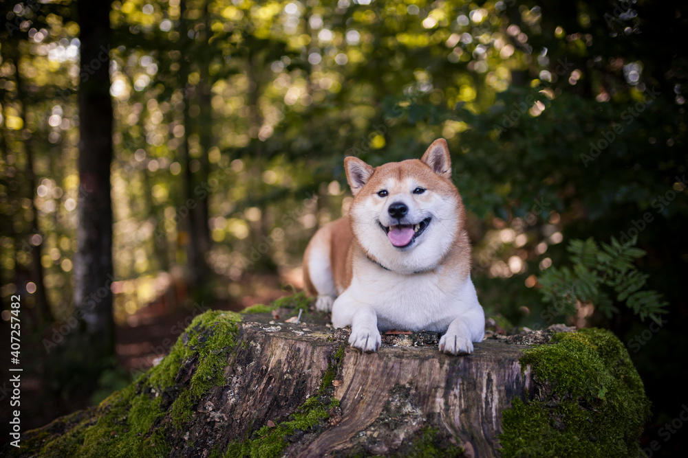 Shiba Inu steht im Wald und lächelt in die Kamera