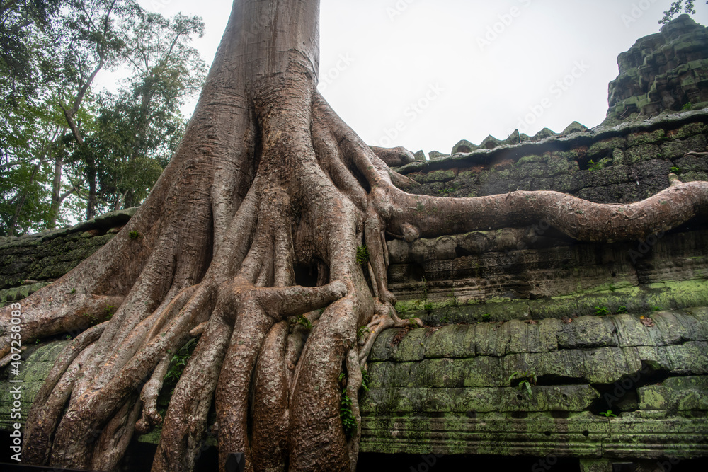  Та Prohm is the temple, it rains in the rainy season.The preserved symbiosis of stone and wood allows us to see Ta Prohm in this form.(Cambodia, 04.10. 2019).
