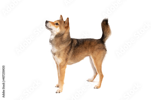 Photos Japanese Shikoku dog