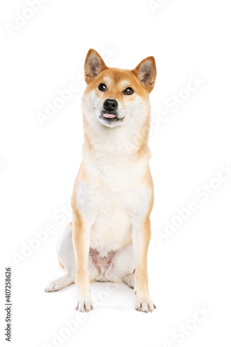 Shiba Inu Japanese breed dog © Erik Lam