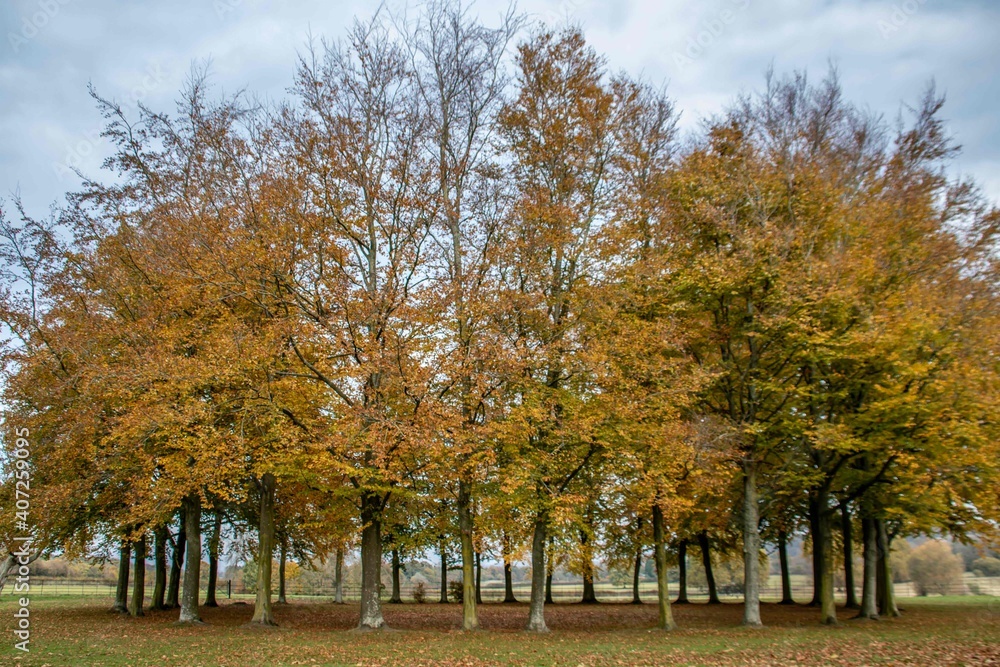 Fototapeta premium circle of golden coloured trees on an Autumn day