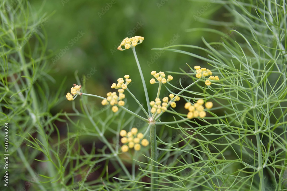 fennel foeniculum vulgare a flowering plant species in the carrot family fennel foeniculum vulgare a flowering plant species in the carrot family