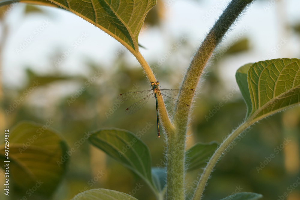 Green dragonfly sits on the trunk of a sunflower, insect in the field Green dragonfly sits on the trunk of a sunflower, insect in the field