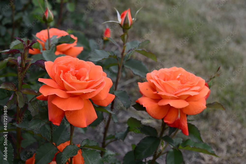 Colseup beautiful red-orange roses in full bloom known as Park rose orange Rumba with blurred background in garden Colseup beautiful red-orange roses in full bloom known as Park rose orange Rumba with blurred background in garden