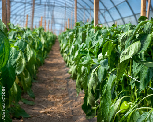 Growing green pepper in the greenhouse