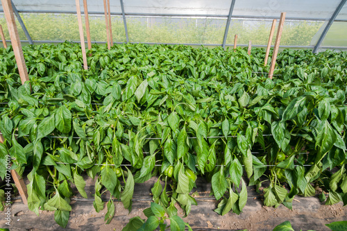 green pepper in a greenhouse, growing vegetables