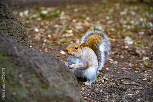 Squirrels in park © madi