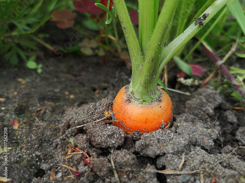 Carrot in the garden, organic farming concept