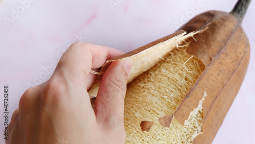 A hand peeling off the dry skin of the luffa plant, revealing the fibrous interior inside.