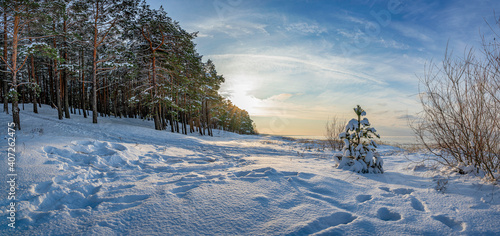 Fototapeta Naklejka Na Ścianę i Meble -  Panoramic view of winter landscape. Covered in snow trees against dramatic evening light. Snowy Baltic sea coast.