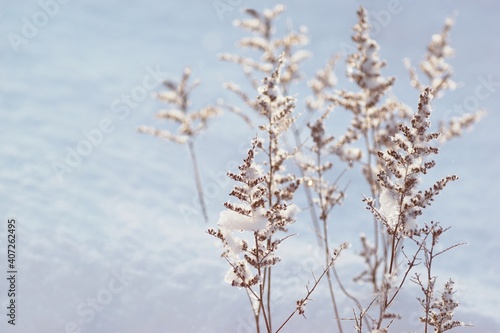 Beautiful white winter garden scenery with frozen plants