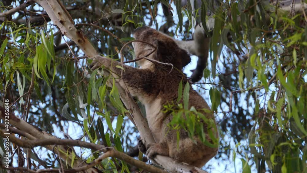 Koala Eating Eucalyptus Leaves On A Tree In North Stradbroke Island. close up Koala Eating Eucalyptus Leaves On A Tree In North Stradbroke Island. close up