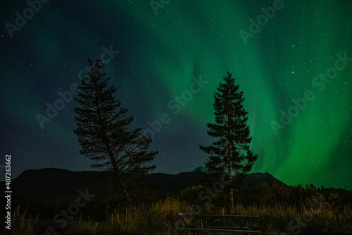 strong northern lights (aurora borealis) with trees foreground in the norwegian wilderness