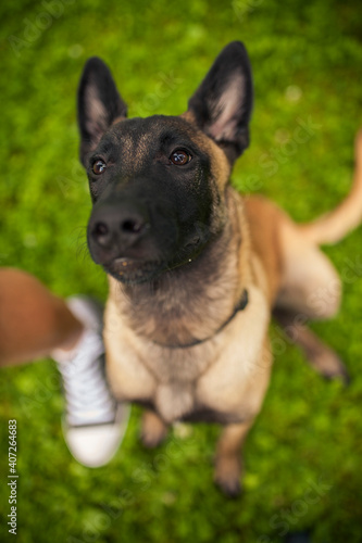 Portrait of an Malinois. Belgian Shepherd standing in the forest. Dog on a walk