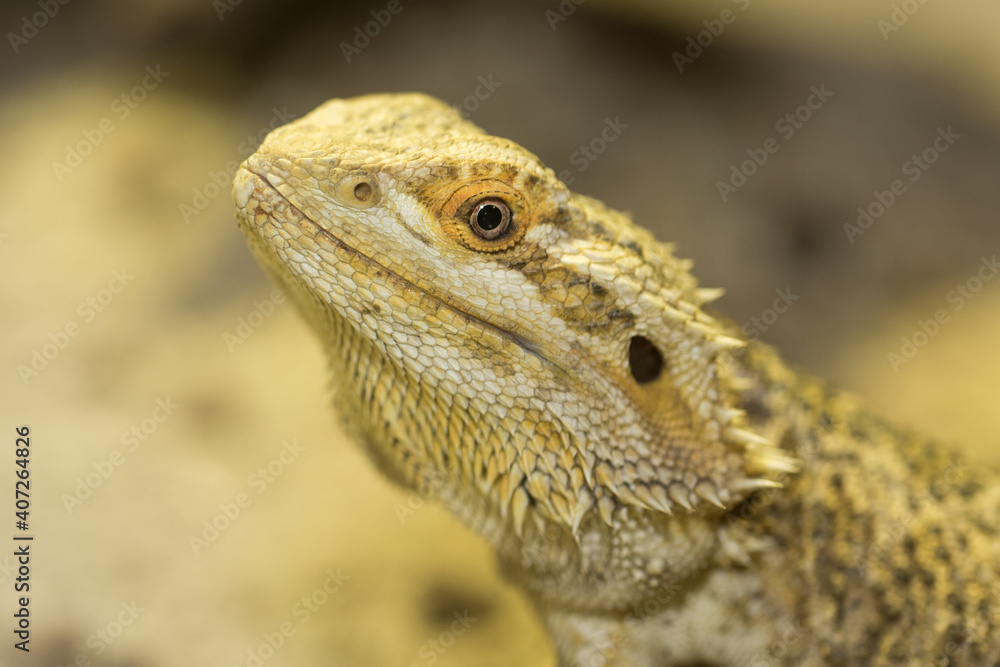 Iguana in zoo.