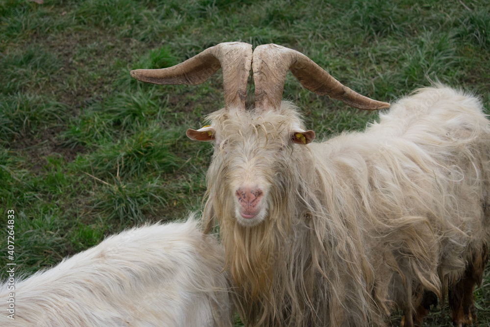 Fototapeta premium Beautiful brown male domestic goat (Capra hircus) looking at camera. Green farm background.