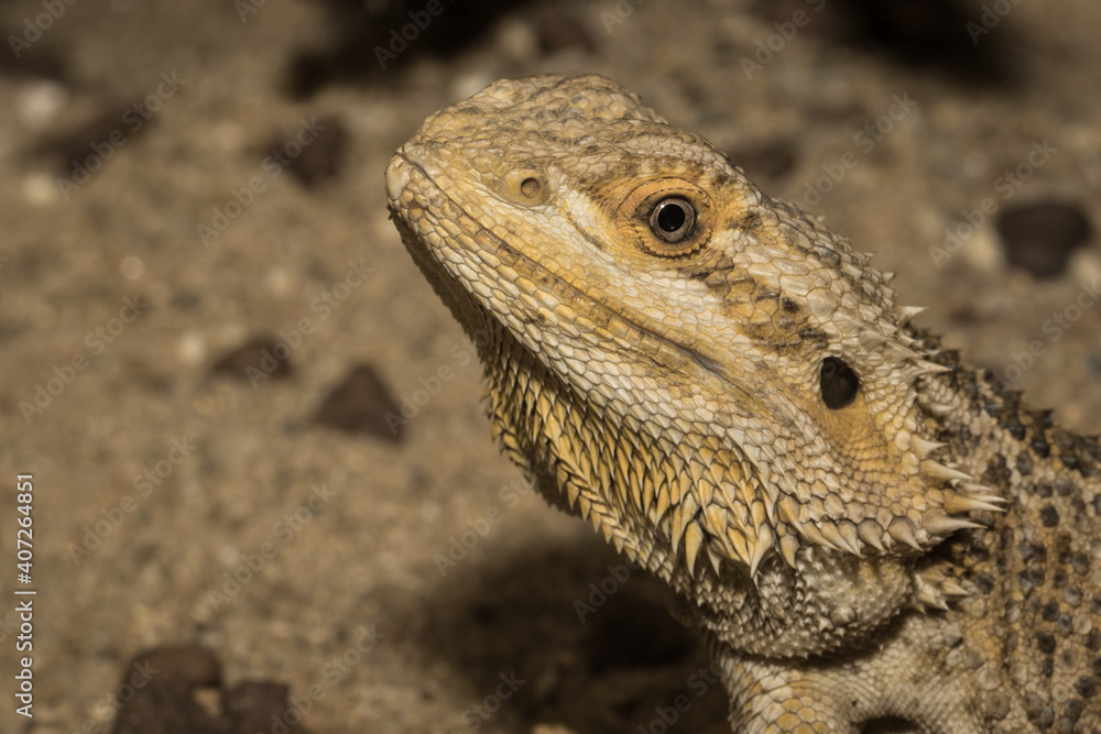 Iguana in zoo.