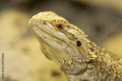 Obraz na płótnie Iguana in zoo. w salonie