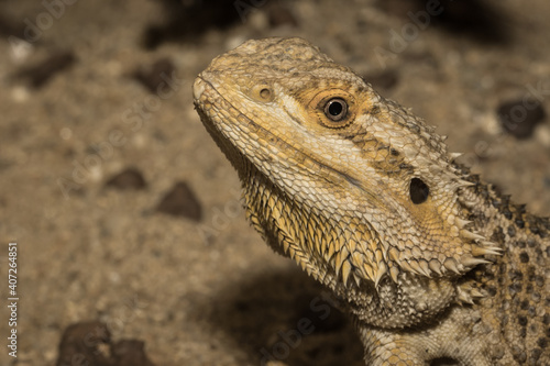 Obraz na płótnie Iguana in zoo. w salonie