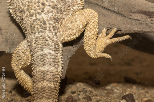 Obraz na płótnie Iguana in zoo. w salonie