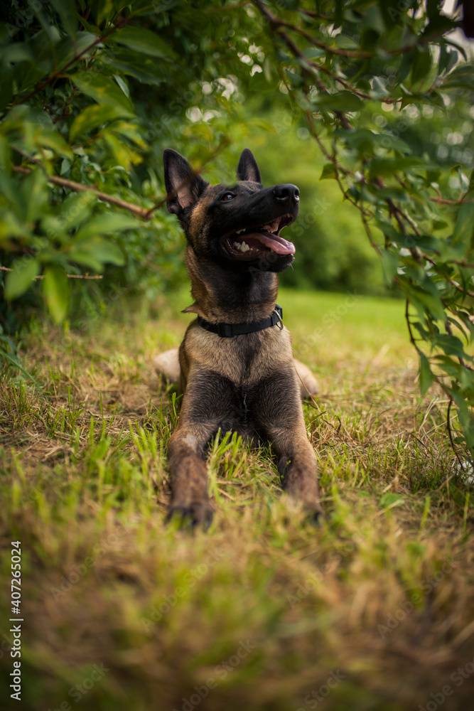 Portrait of an Malinois. Belgian Shepherd standing in the forest. Dog on a walk Portrait of an Malinois. Belgian Shepherd standing in the forest. Dog on a walk