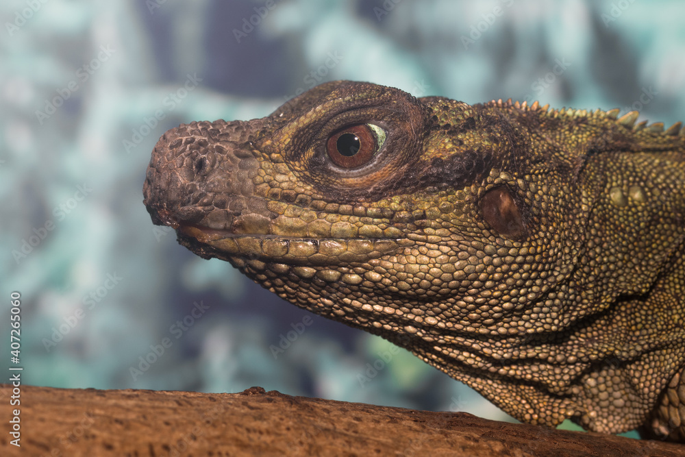 Iguana in zoo.