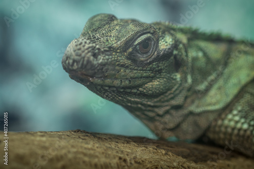 Iguana in zoo.