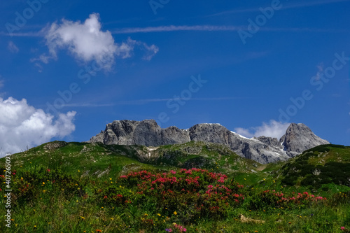 colorful flowers on a green meadow in a beautiful mountain landscape