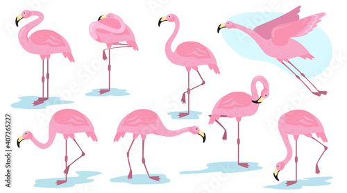 Pink flamingo bird in different poses flat set for web design