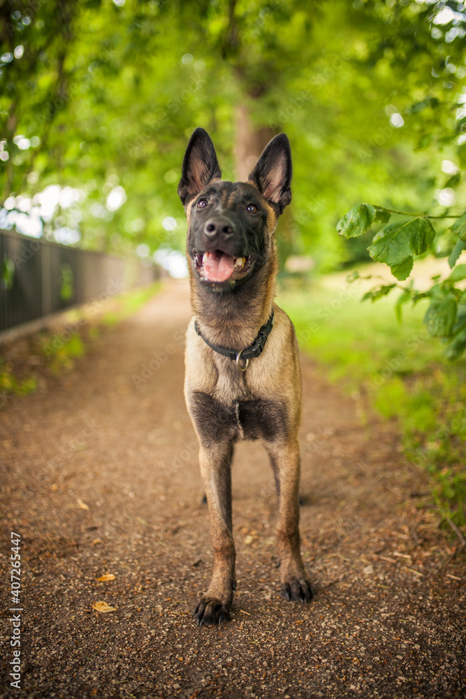 Portrait of an Malinois. Belgian Shepherd standing in the forest. Dog on a walk