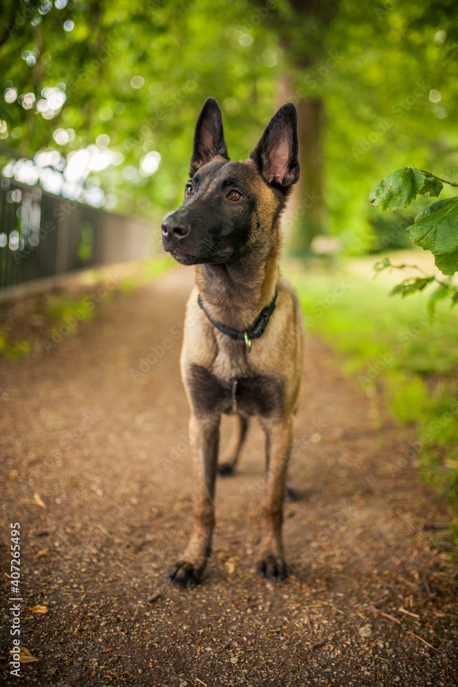 Portrait of an Malinois. Belgian Shepherd standing in the forest. Dog on a walk