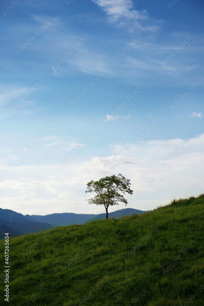 Obraz premium tree on a hill