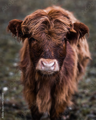Scottish highland cow calf front shot