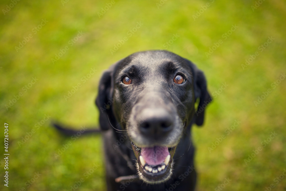 Black labrador retriever dog on a walk. Dog in the nature. Senior dog behind grass and forest. Old dog happy outside