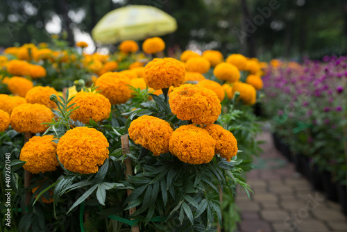 The orange tancy flowers photo