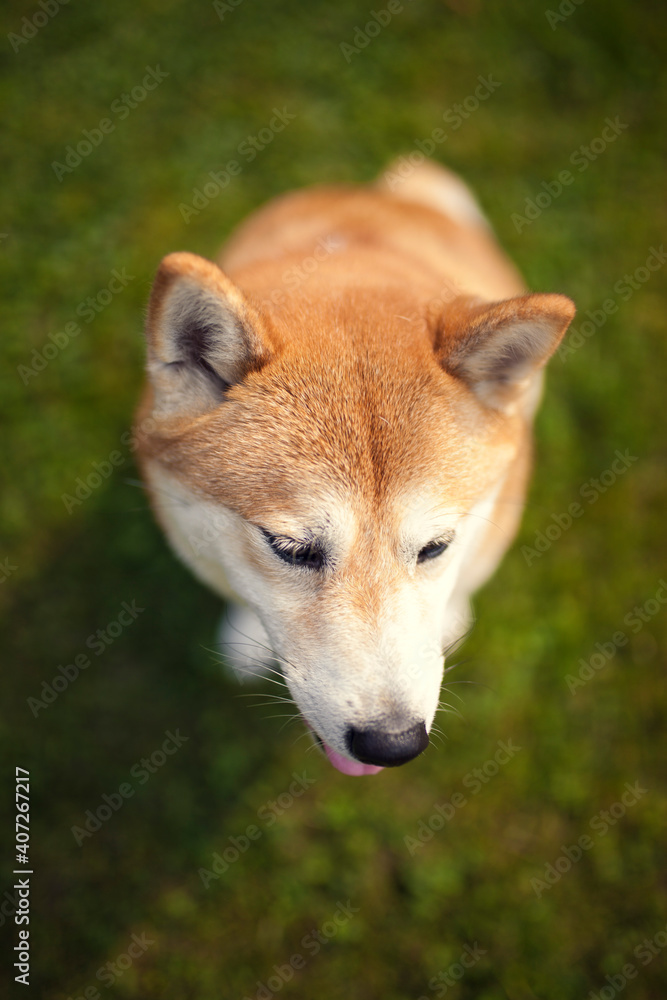 Portrait of an red Shiba inu in the grass. Dog lying in the garden