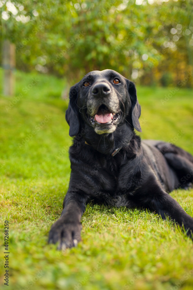 Black labrador retriever dog on a walk. Dog in the nature. Senior dog behind grass and forest. Old dog happy outside