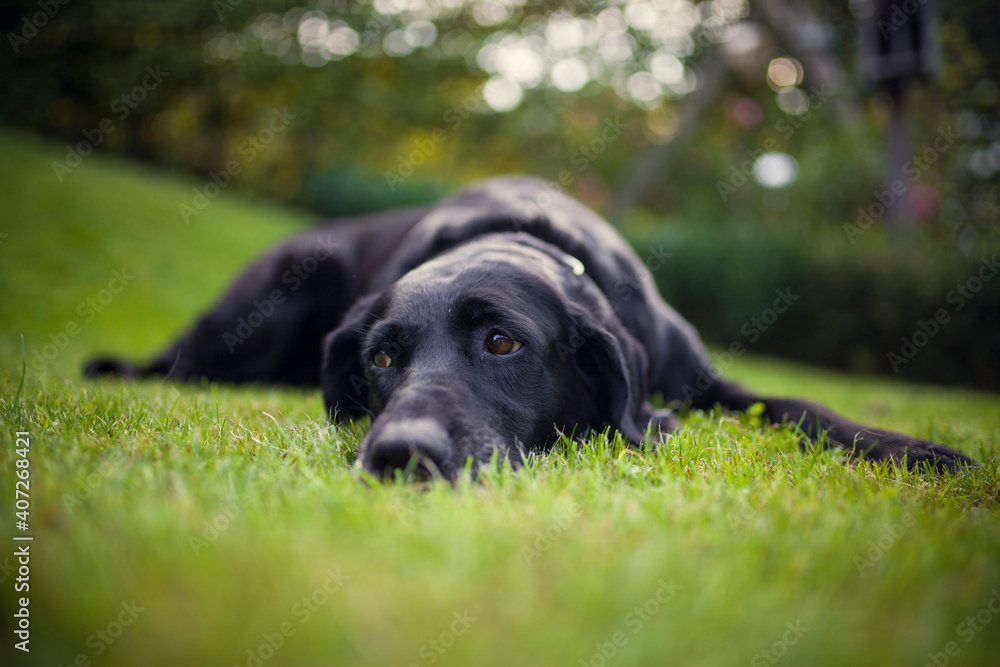 Labrador Retriever in the garden. Dog lying in the grass. Portrait of an Labby