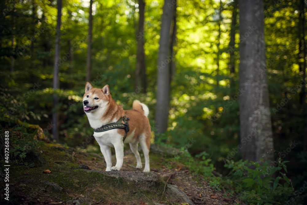 Shiba Inu steht im Wald und lächelt in die Kamera Shiba Inu steht im Wald und lächelt in die Kamera