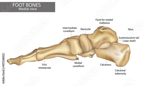 Medial view of foot bones Diagram