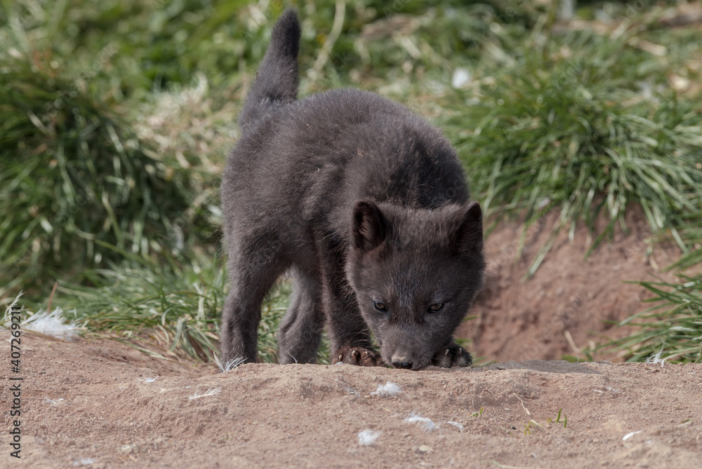 Pribilof Islands Arctic Fox (Alopex lagopus pribilofensis) puppy at St. George Island, Pribilof Islands, Alaska, USA Pribilof Islands Arctic Fox (Alopex lagopus pribilofensis) puppy at St. George Island, Pribilof Islands, Alaska, USA