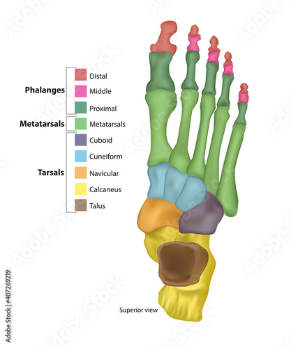 Bones of the Foot (Tarsals or tarsus, Metatarsals, Phalanges)  photo