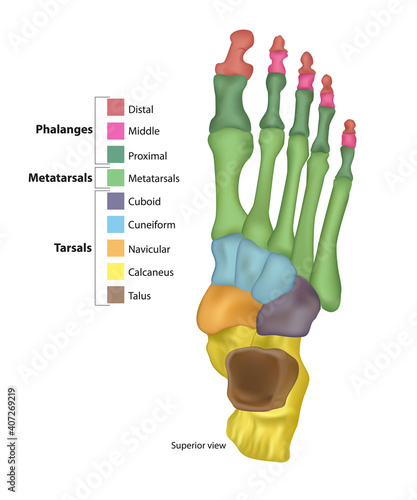 Bones of the Foot (Tarsals or tarsus, Metatarsals, Phalanges) 