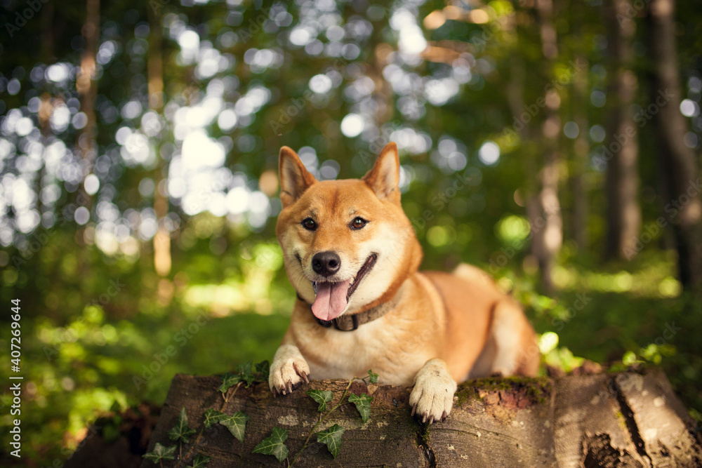 Portrait of an red Shiba inu in the grass. Dog lying in the garden Portrait of an red Shiba inu in the grass. Dog lying in the garden